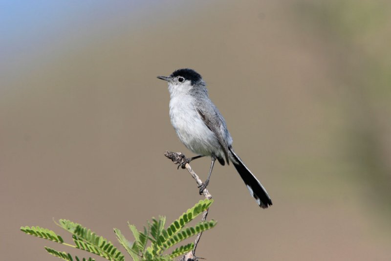 Black-tailed Gnatcatcher.JPG
