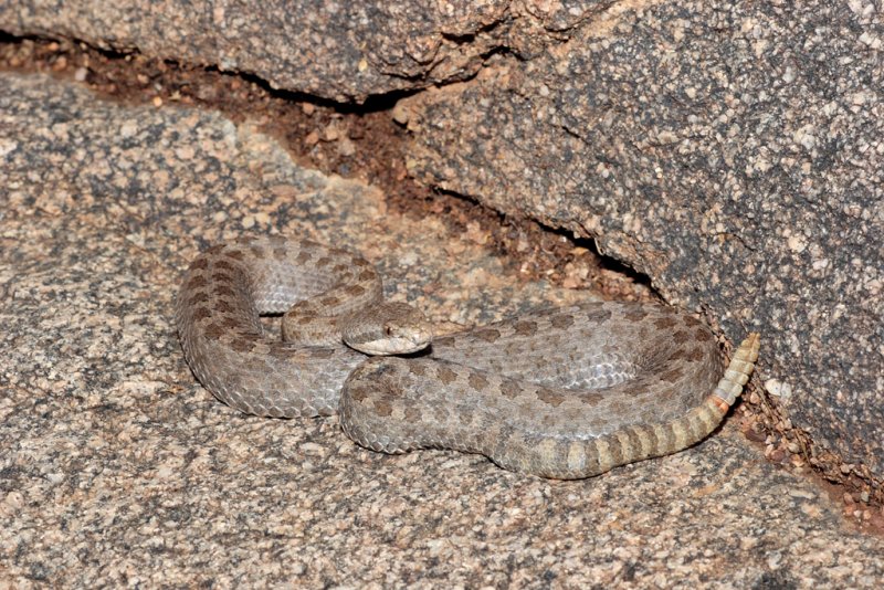 Twinspotted Rattlesnake.jpg