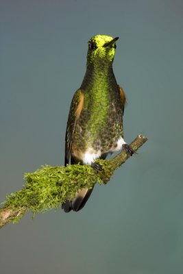 Buff-tailed Coronet.JPG