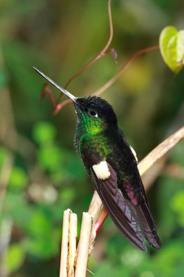 Buff-winged Starfrontlet.jpg