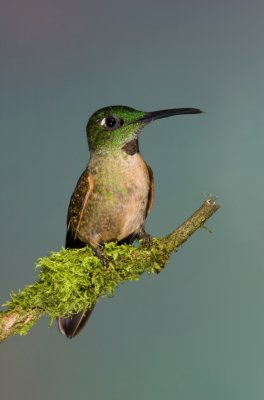 Fawn-breasted Brilliant.JPG