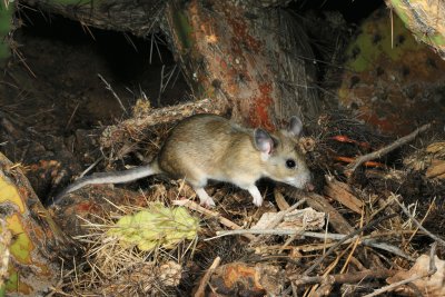 White-throated woodrat