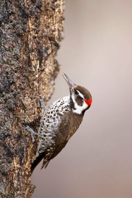 Arizona woodpecker.JPG