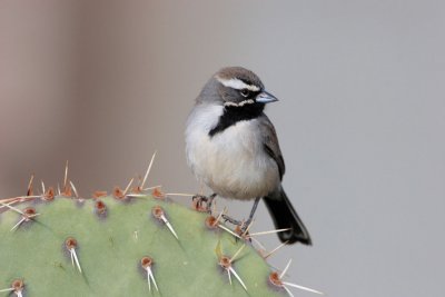 Black-Throat Sparrow.JPG
