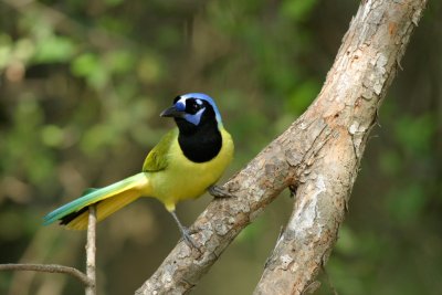 Green Jay.JPG