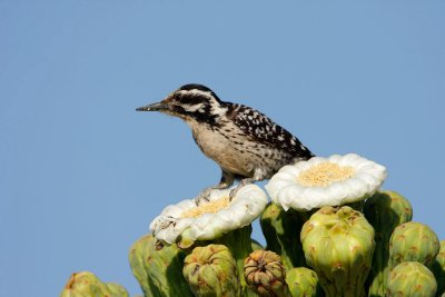 Ladder-backed Woodpecker Female.jpg