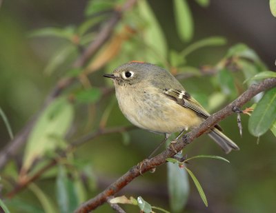 Ruby-crowned Kinglet.JPG