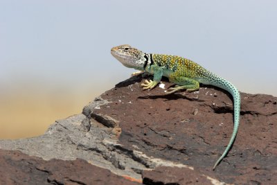 Desert Collared Lizard 3.jpg