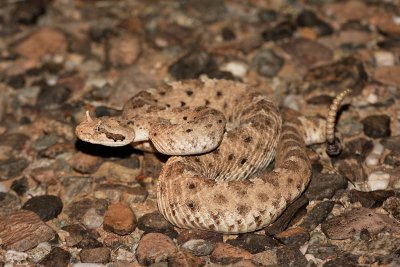 Sidewinder Rattlesnake 2.jpg