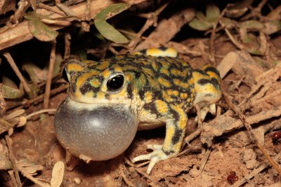 Sonoran Green Toad 2.jpg