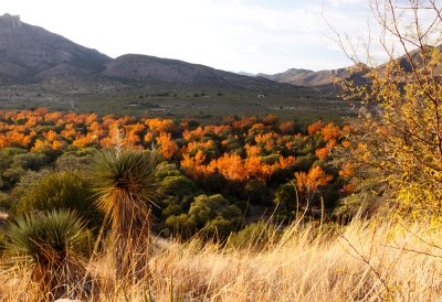 Arizona Fall Colors
