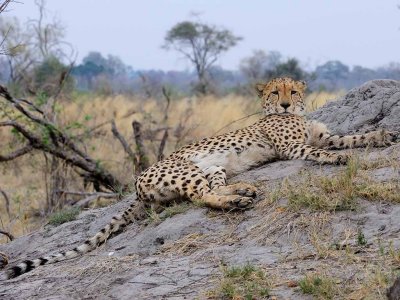 Cheetah Male.jpg