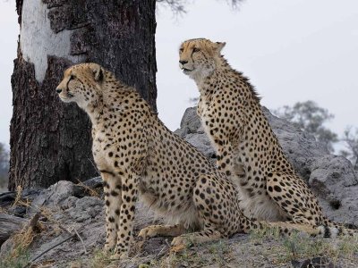 A Pair of Male Cheetahs.jpg