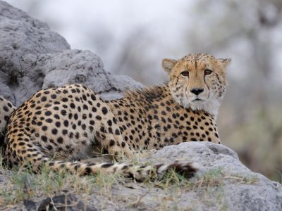 Male Cheetah.jpg