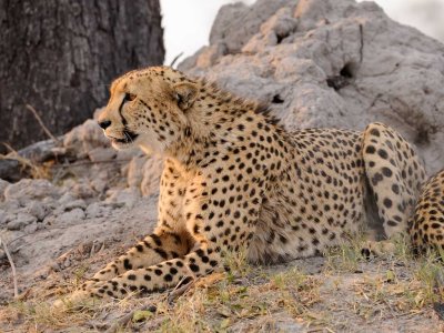 Cheetah Watching a Hyena.jpg