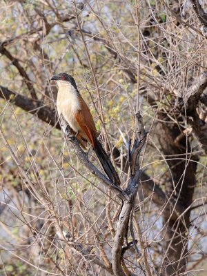 Copper Tailed Coucal.jpg