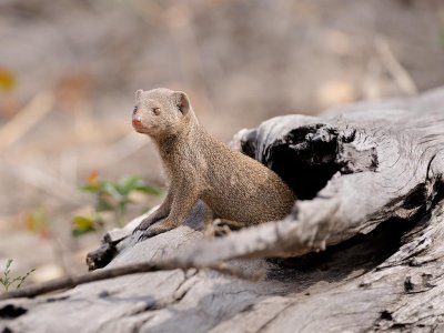 Dwarf Mongoose.jpg