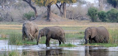 Elephants in a Swamp.jpg