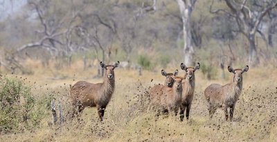 Female Waterbuck Herd2.jpg