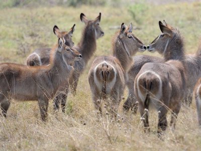 Female Waterbuck Herd.jpg