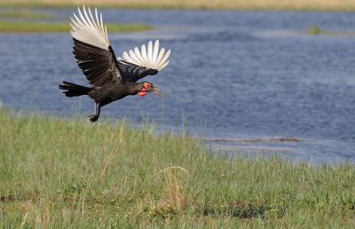 Ground Horn Bill in Flight.jpg