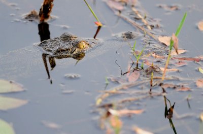 Juvenile Corocodile.jpg