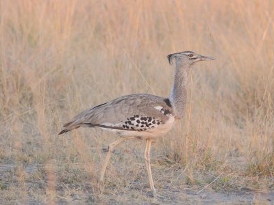 Kori Bustard.jpg