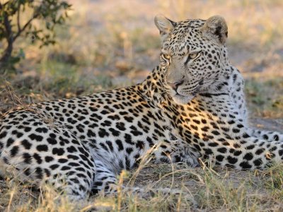 Leopard Male.jpg