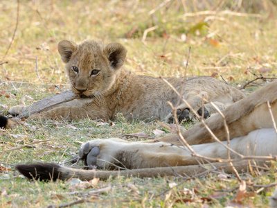 Lion Cub Playing with a Stick.jpg