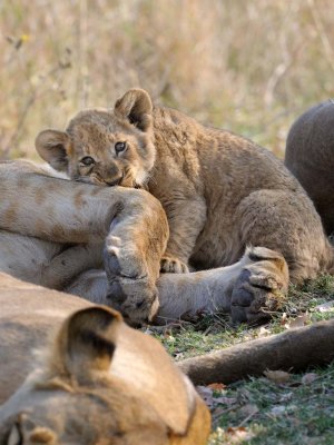 Lion Cub with Mom.jpg