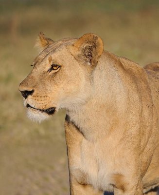 Lioness2.jpg