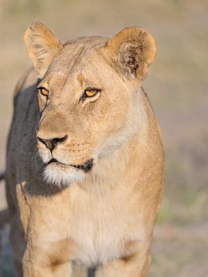 Lioness5.jpg