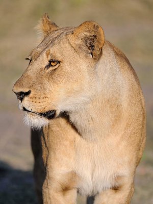 Lioness6.jpg