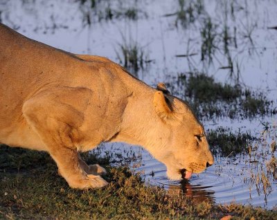 Lioness drinking.jpg