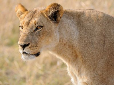 Lioness Profile.jpg