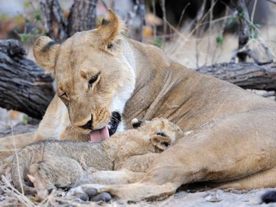 Lioness with nursing kitten-.jpg