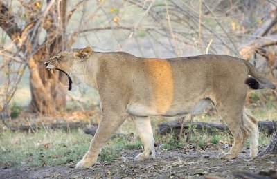 Lioness Yawning.jpg