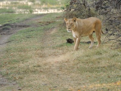 Lioness.jpg