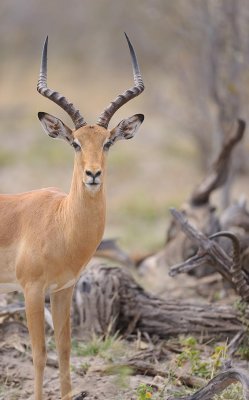 Male Impala Portrait.jpg