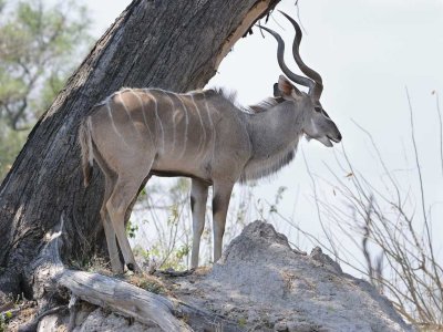 Male Kudo on a Termite Mound.jpg