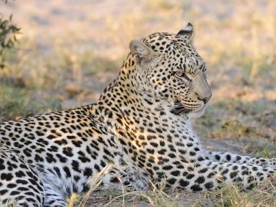 Male Leopard2.jpg