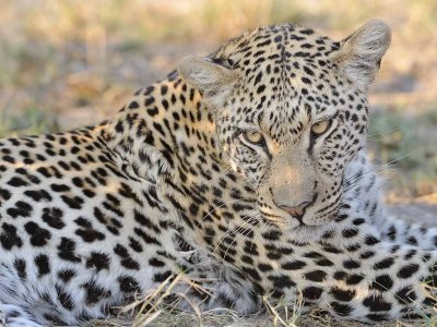 Male Leopard3.jpg