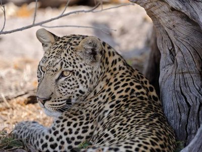 Male Leopard5.jpg