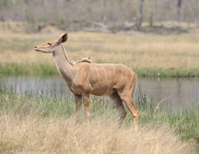 Odd Colored Female Kudu2.jpg