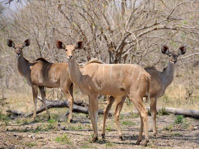 Odd Colored Female Kudu.jpg