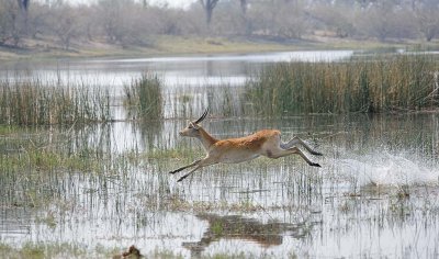 Red Lechwe on the Run.jpg