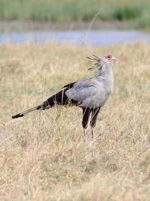 Secretary Bird.jpg