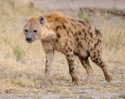 Spotted Hyena Female.jpg