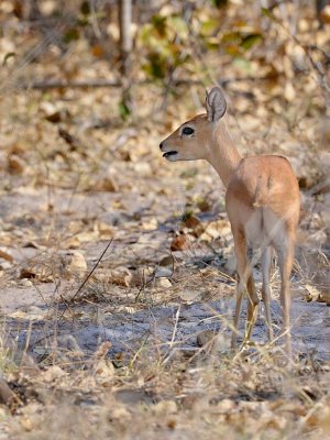 Steenbok Female.jpg