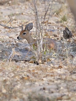 Steenbok.jpg